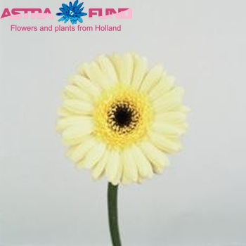Gerbera mini 'Aspy' fotografie