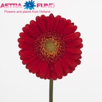 Gerbera mini Astana fotografie