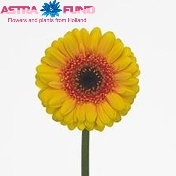 Gerbera mini 'Asterix' fotografie