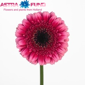 Gerbera mini 'Audrey' fotografie