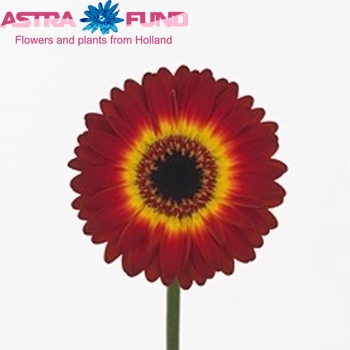 Gerbera mini Bacio fotografie