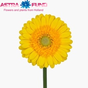 Gerbera mini Banana fotografija