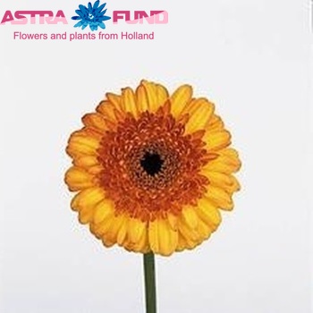 Gerbera mini Bandola fotografija