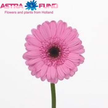 Gerbera mini 'Banya' fotografija