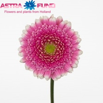 Gerbera mini 'Baridi' fotografija
