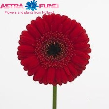 Gerbera mini Barilli fotografija