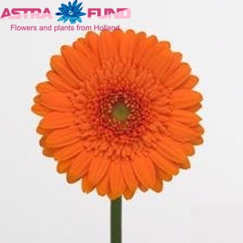 Gerbera mini Basha fotografija