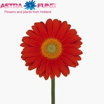 Gerbera mini 'Bazar' fotografija