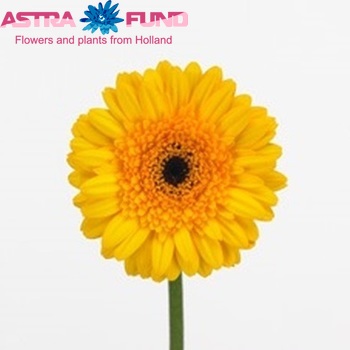 Gerbera mini 'Beauon' fotografija