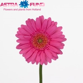 Gerbera mini 'Benson' fotografija
