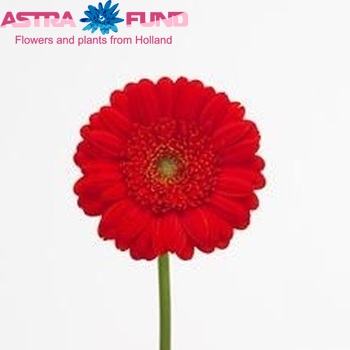 Gerbera mini Binchy fotografija