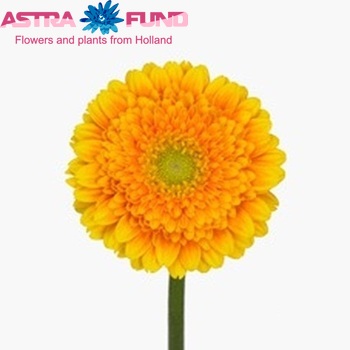 Gerbera mini 'Bingo' fotografija