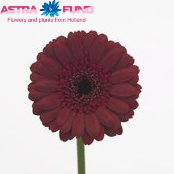 Gerbera mini 'Blackstone' fotografija