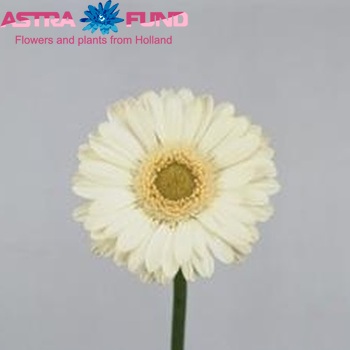 Gerbera mini 'Blondi' fotografija
