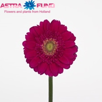 Gerbera mini Blue Velvet fotografija