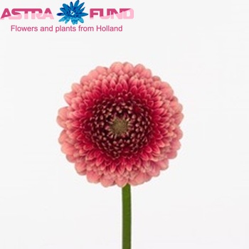 Gerbera mini Bokito fotografija