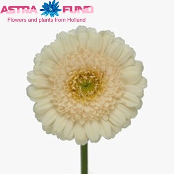 Gerbera mini 'Bopha' fotografija