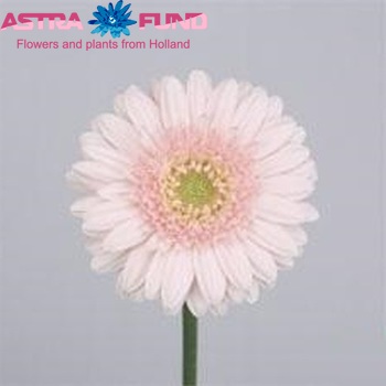 Gerbera mini Brava fotografija