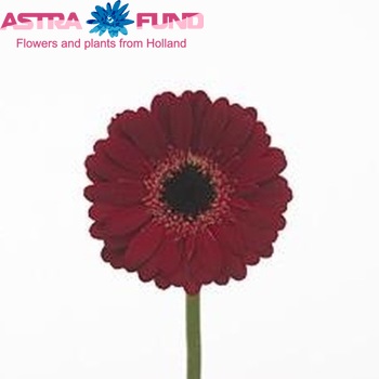 Gerbera mini 'Burgundy' fotó
