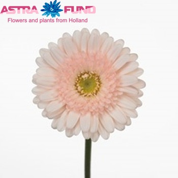 Gerbera mini 'Buster' fotó