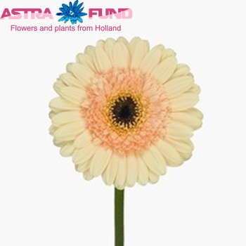 Gerbera mini 'Cafe' fotó
