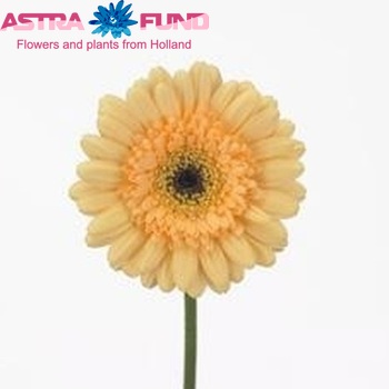 Gerbera mini 'Cafe Ole' fotó