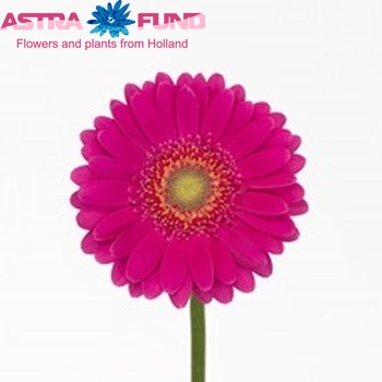 Gerbera mini Capri fotó