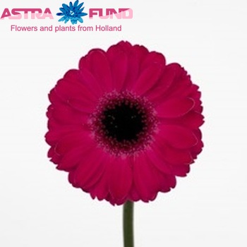 Gerbera mini 'Caprice' fotó