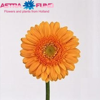 Gerbera mini 'Captain' fotó