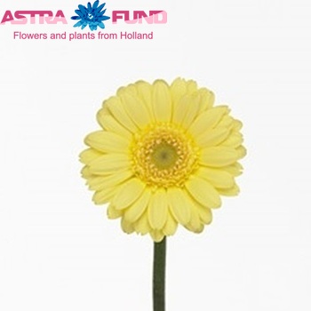 Gerbera mini Carlo fotó