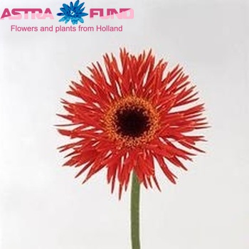 Gerbera mini 'Carmilita' fotó