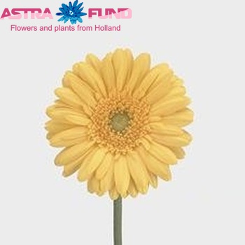 Gerbera mini 'Pele' Foto