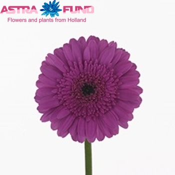 Gerbera mini Picture Perfect Foto