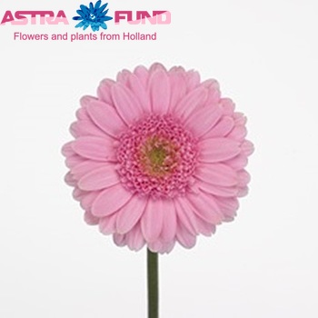 Gerbera mini Pink Star Foto