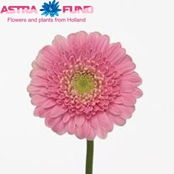 Gerbera mini 'Pinkmelly' Foto