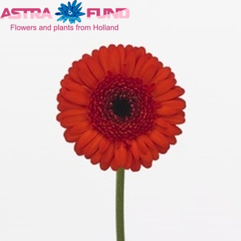 Gerbera mini 'Pitch' Foto