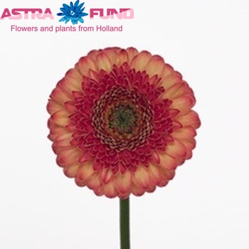 Gerbera mini 'Plato' Foto