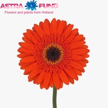 Gerbera mini Pokerface Foto