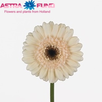 Gerbera mini Proza Foto