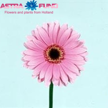 Gerbera mini 'Purple Rain' Foto