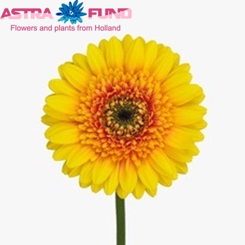 Gerbera mini 'Puzzle' foto