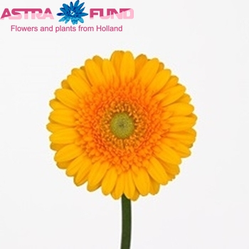 Gerbera mini Quickstep foto