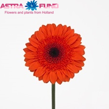 Gerbera mini Rachel foto