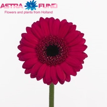 Gerbera mini 'Rambo' foto