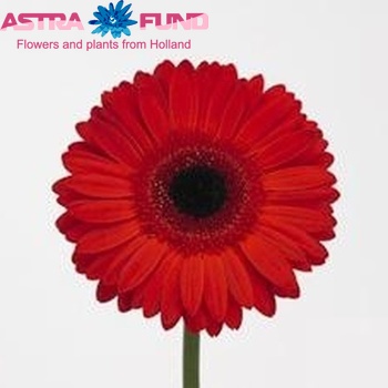 Gerbera mini Red Hot foto