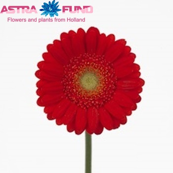 Gerbera mini 'Red Jewel' foto