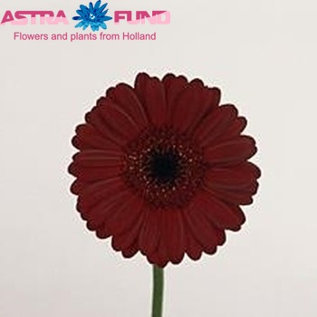 Gerbera mini Red Rock foto
