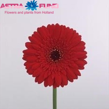 Gerbera mini 'Red Star' foto