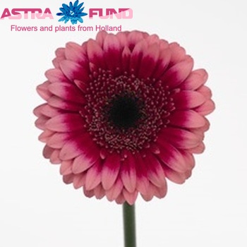 Gerbera mini Rembrandt foto