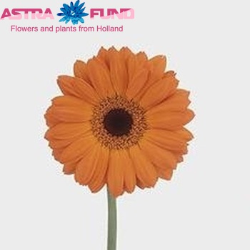 Gerbera mini 'Remy' foto